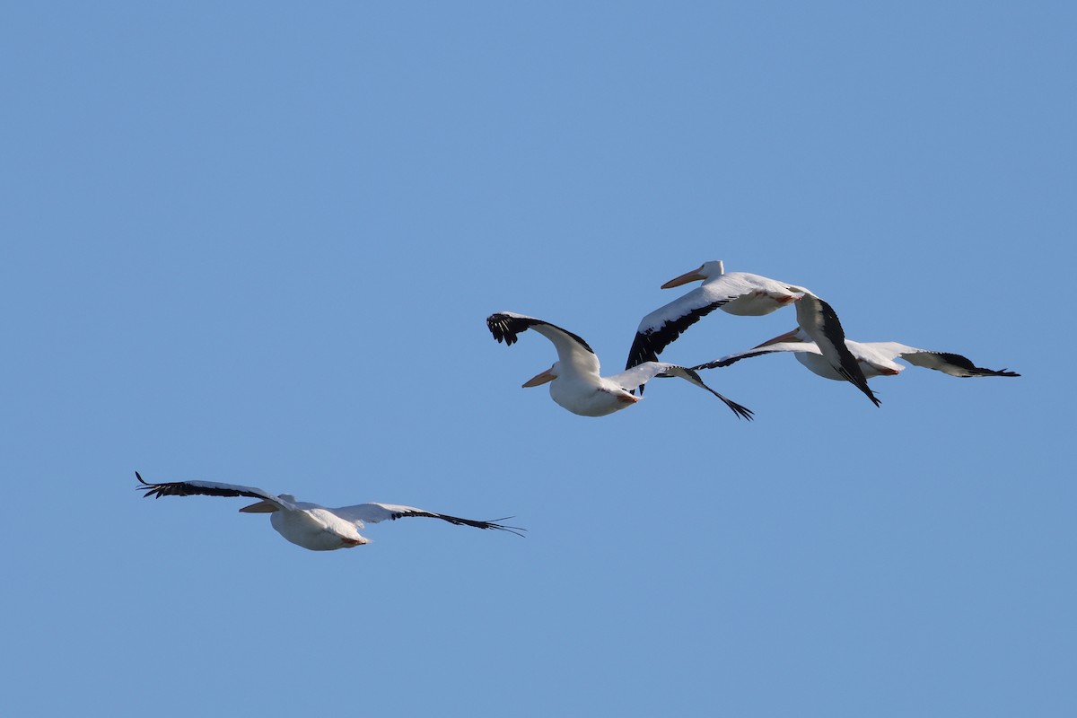 American White Pelican - ML644662312
