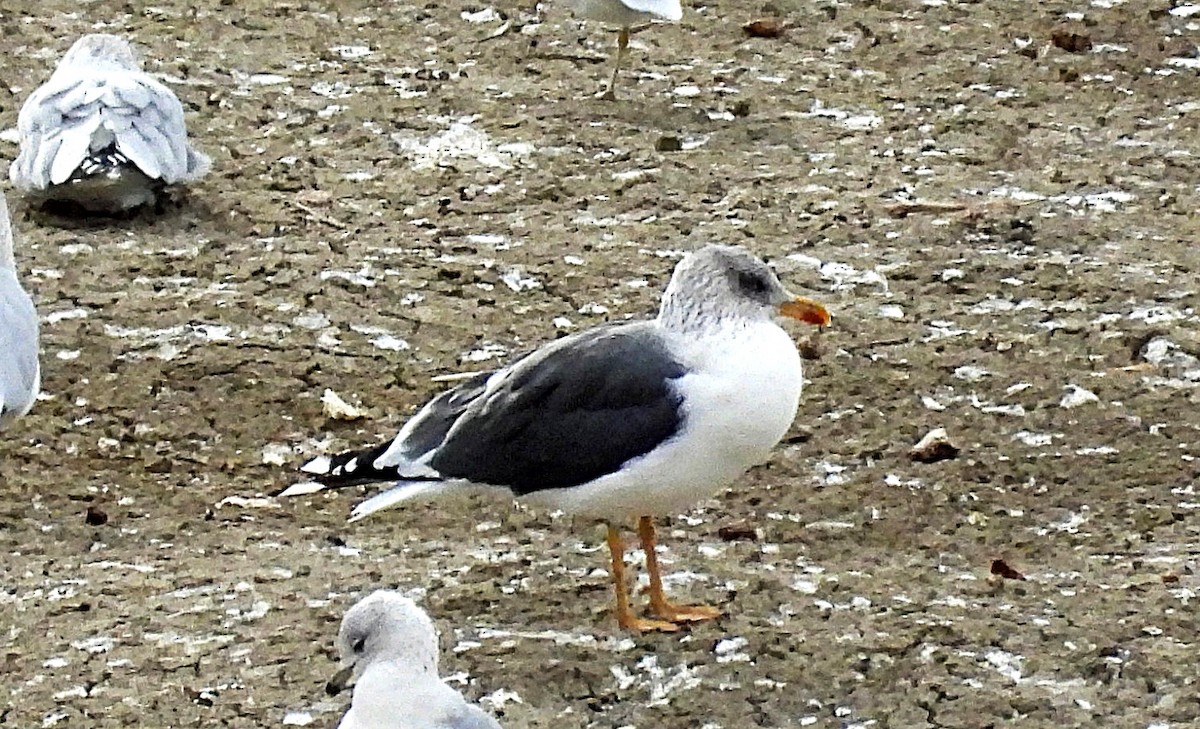 Zafferano - ML644662313