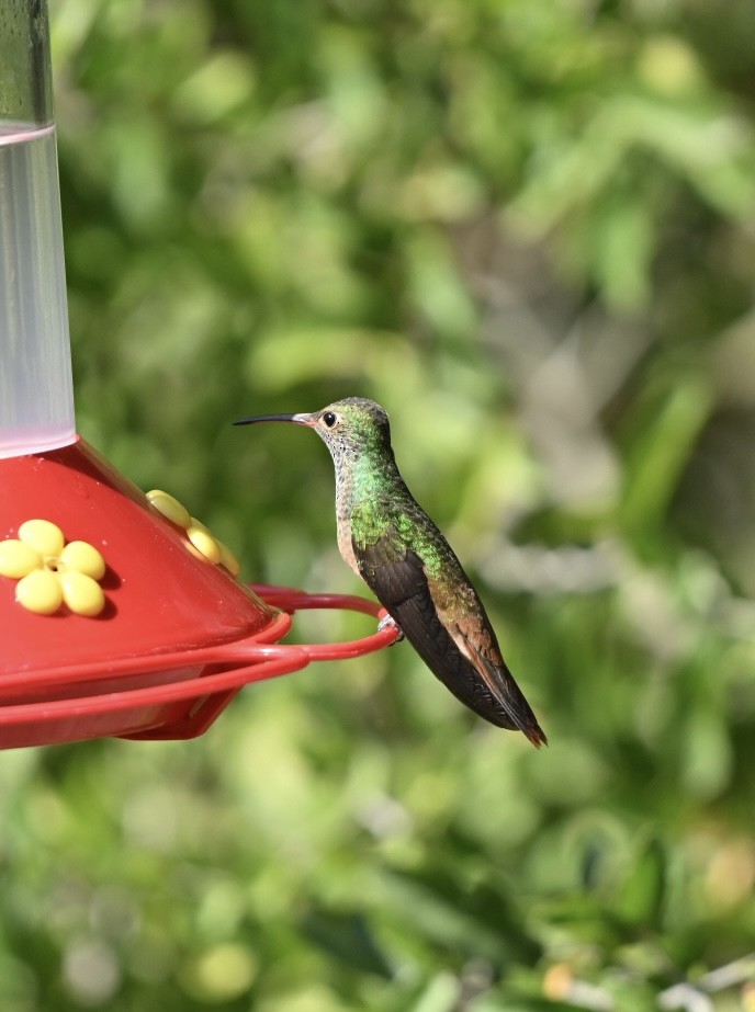 Buff-bellied Hummingbird (Northern) - ML644662323