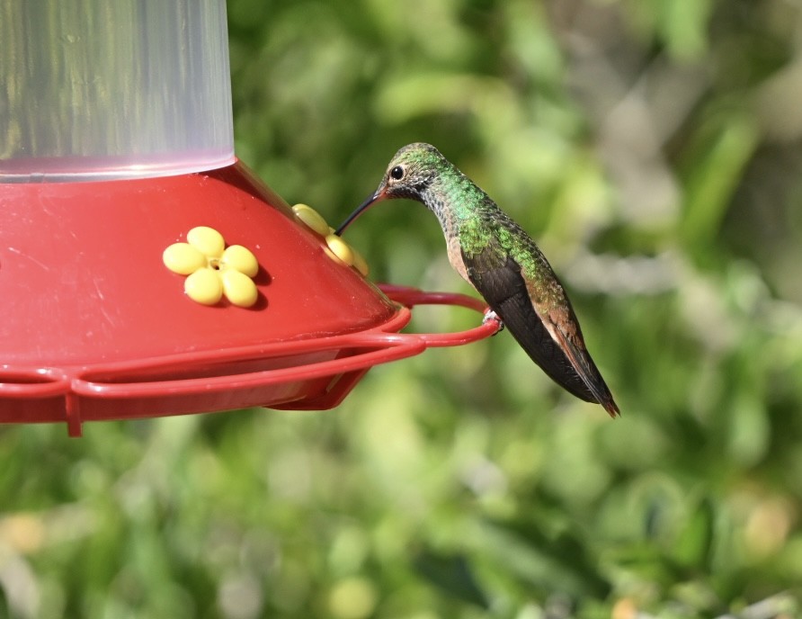Buff-bellied Hummingbird (Northern) - ML644662324