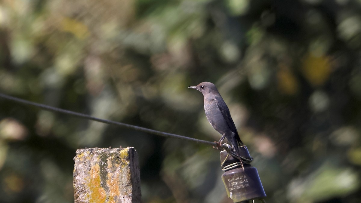 Blue Rock-Thrush - ML644662325