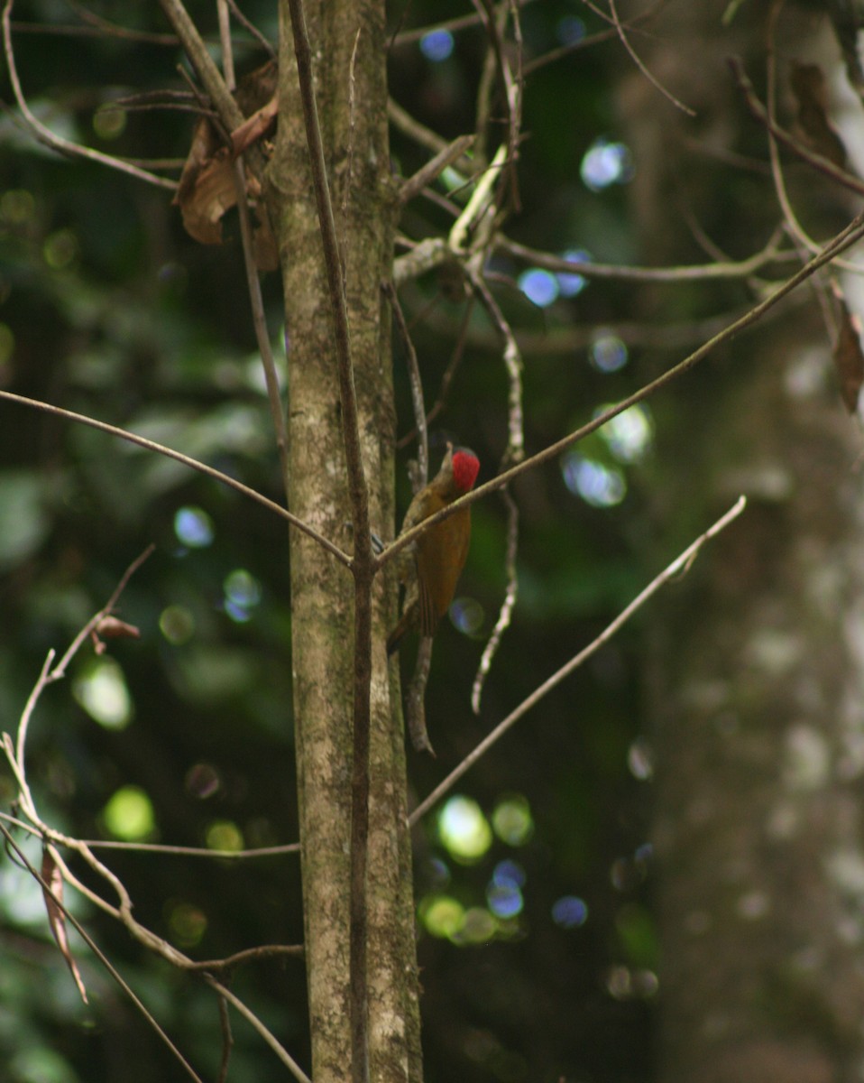 Golden-olive Woodpecker - ML644662326