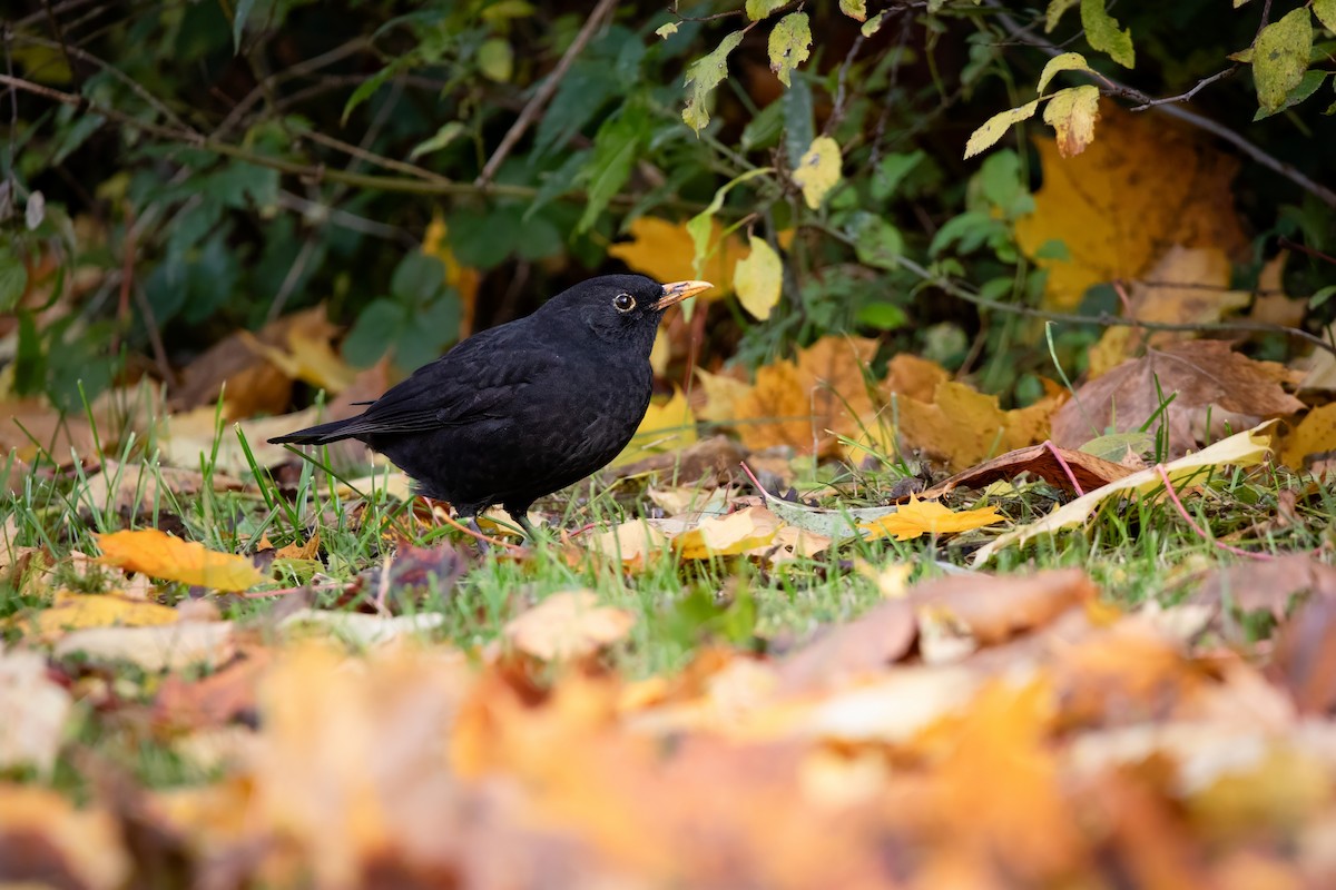 Eurasian Blackbird - ML644662327