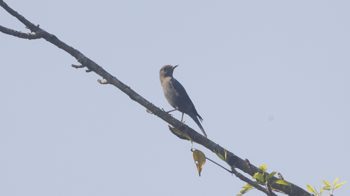 Blue Rock-Thrush - ML644662328
