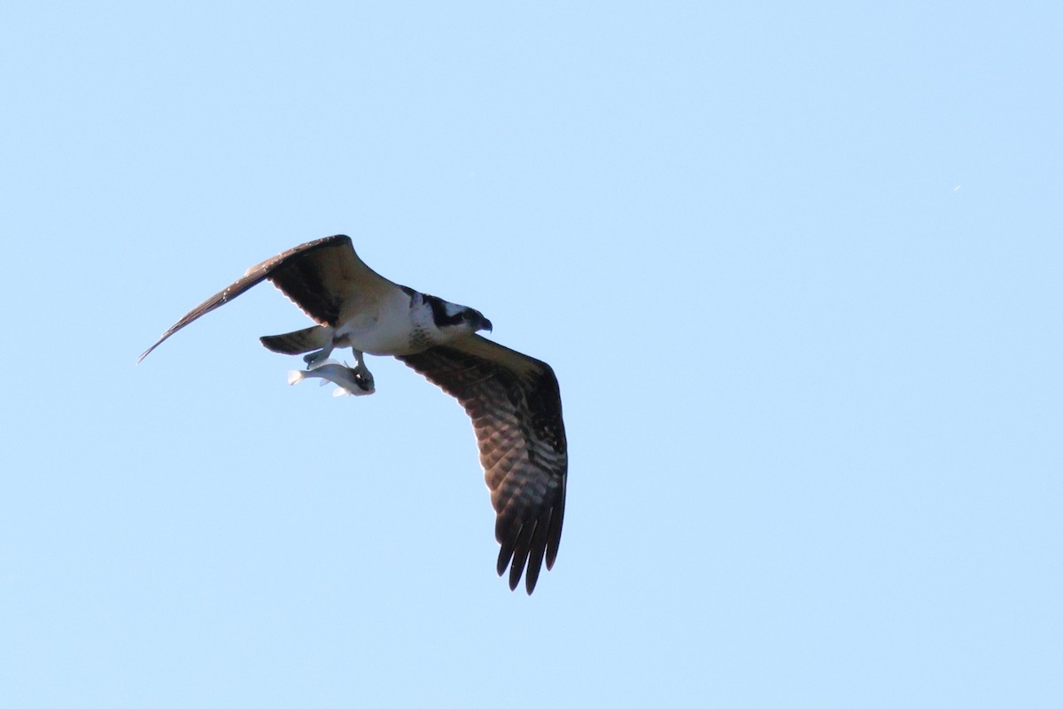 Osprey - ML644662331