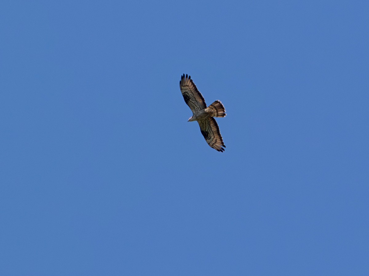 European Honey-buzzard - ML644662332