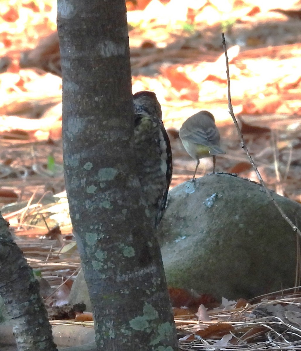 Yellow-bellied Sapsucker - ML644662333