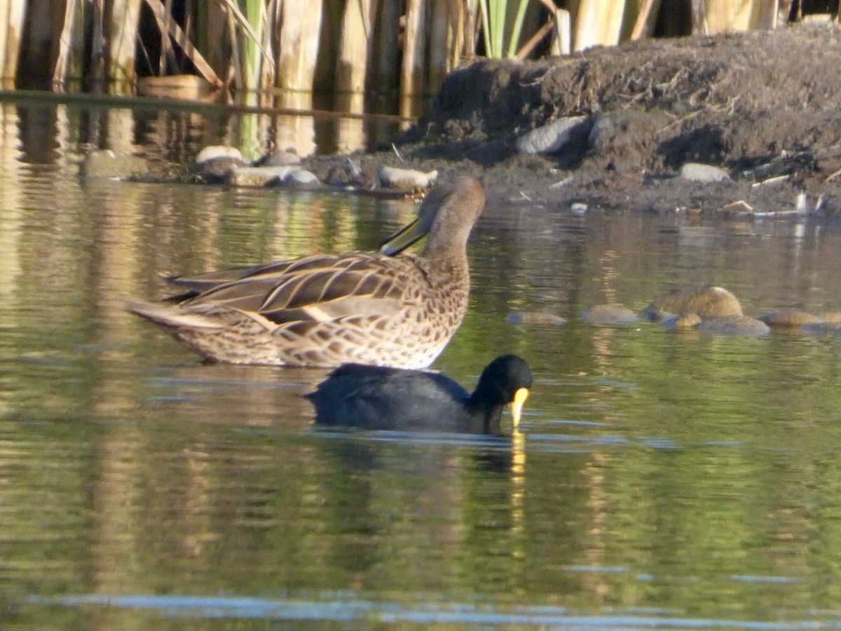 Yellow-billed Pintail - ML644662336