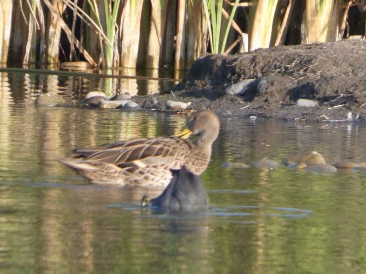 Yellow-billed Pintail - ML644662337