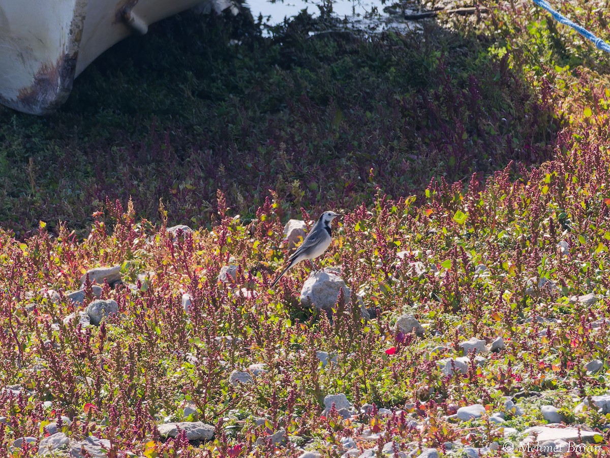 Bergeronnette grise - ML644662338