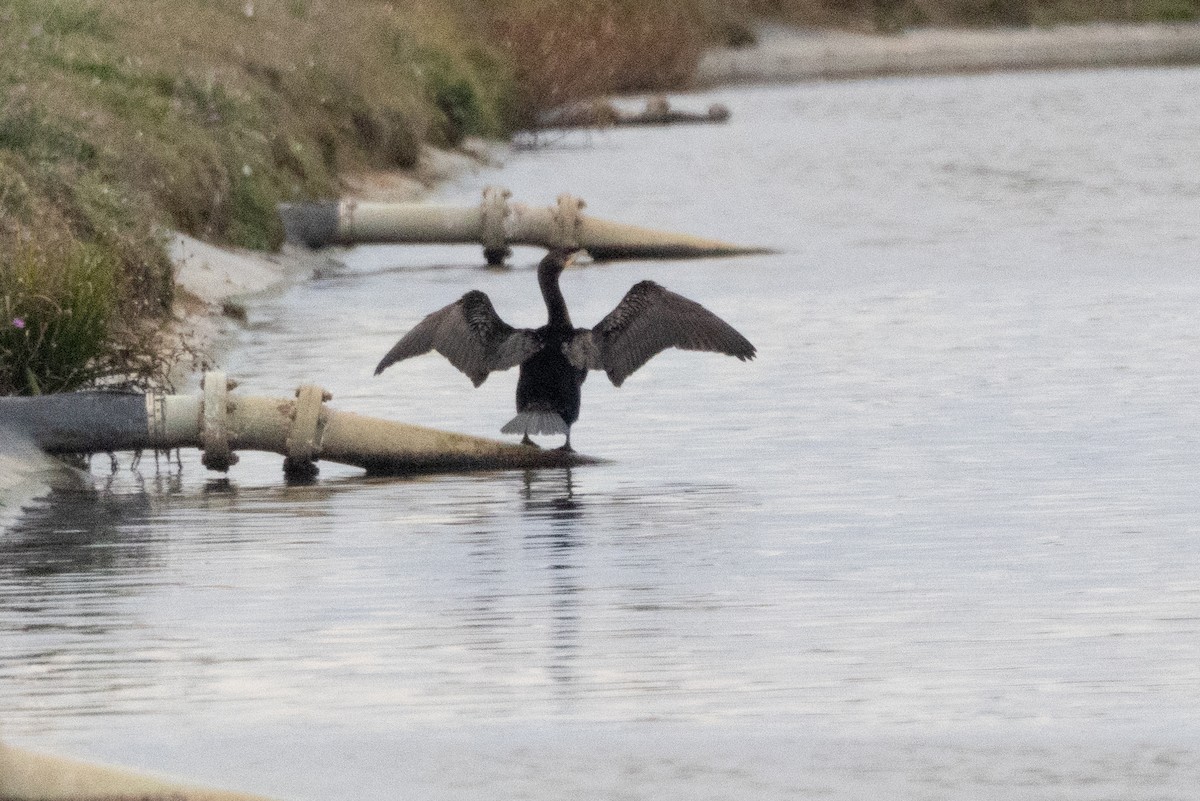 Cormoran à aigrettes - ML644662339