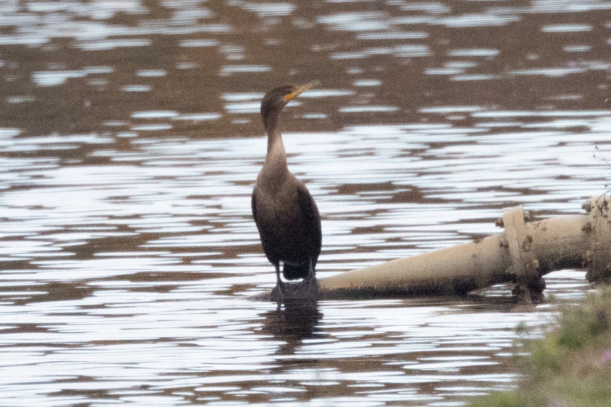 Cormoran à aigrettes - ML644662348
