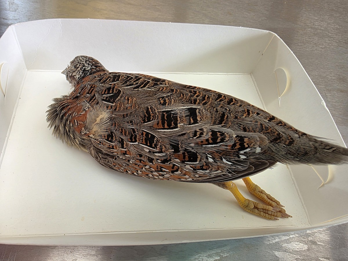 perepel rudooký - ML644662351