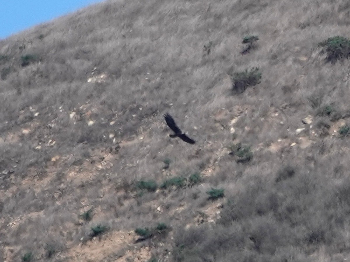 イヌワシ - ML644662357