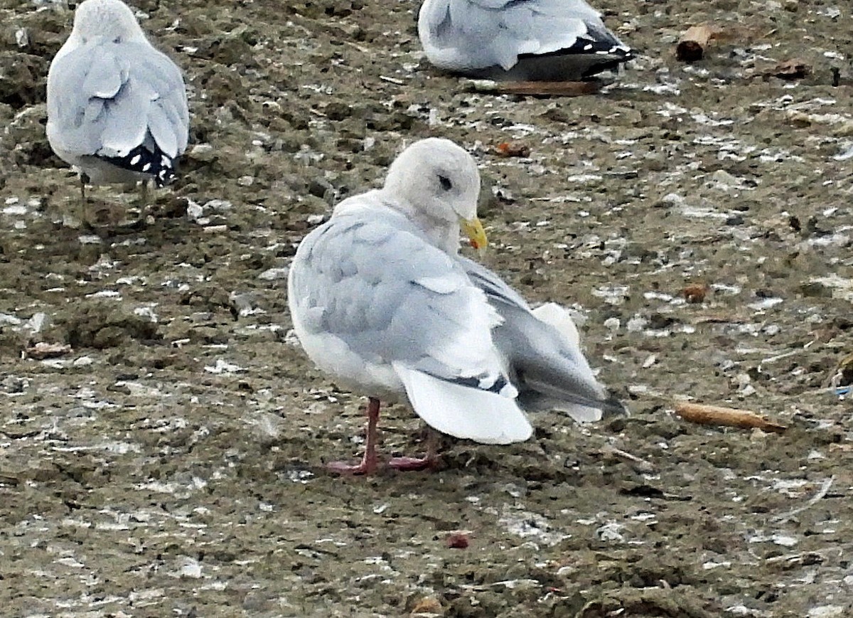Iceland Gull (Thayer's) - ML644662359