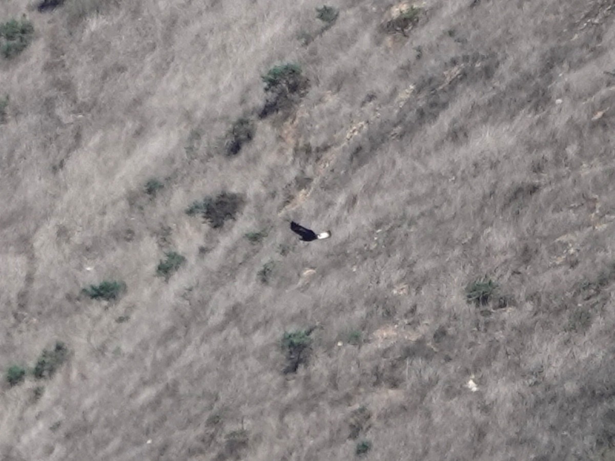 イヌワシ - ML644662360