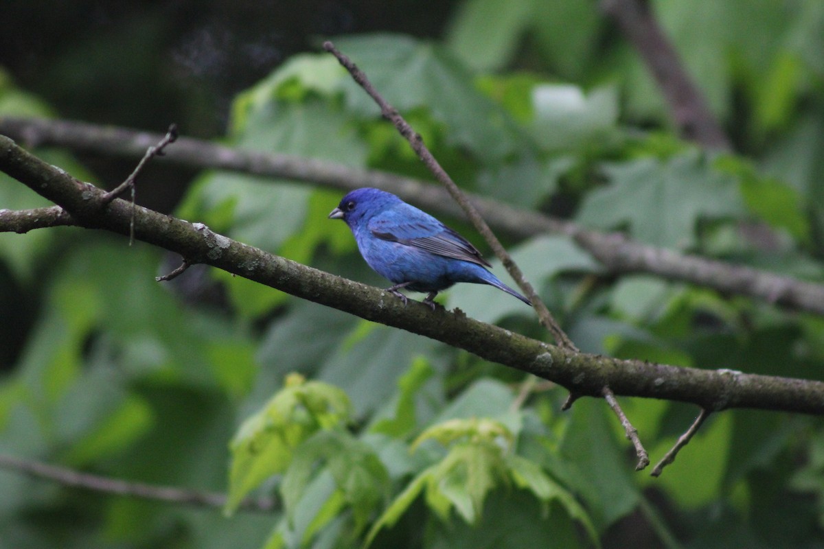 indigospurv - ML644662363