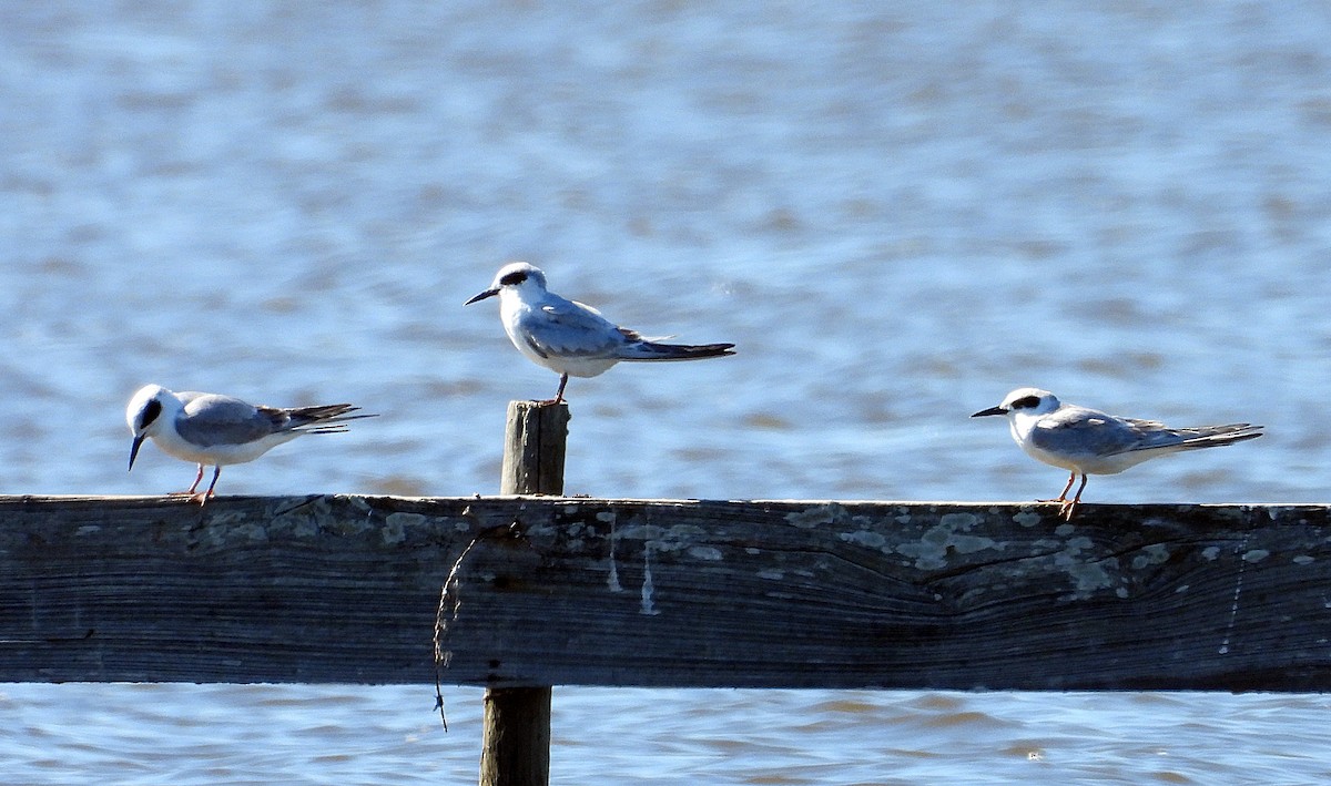 Forsterseeschwalbe - ML644662373