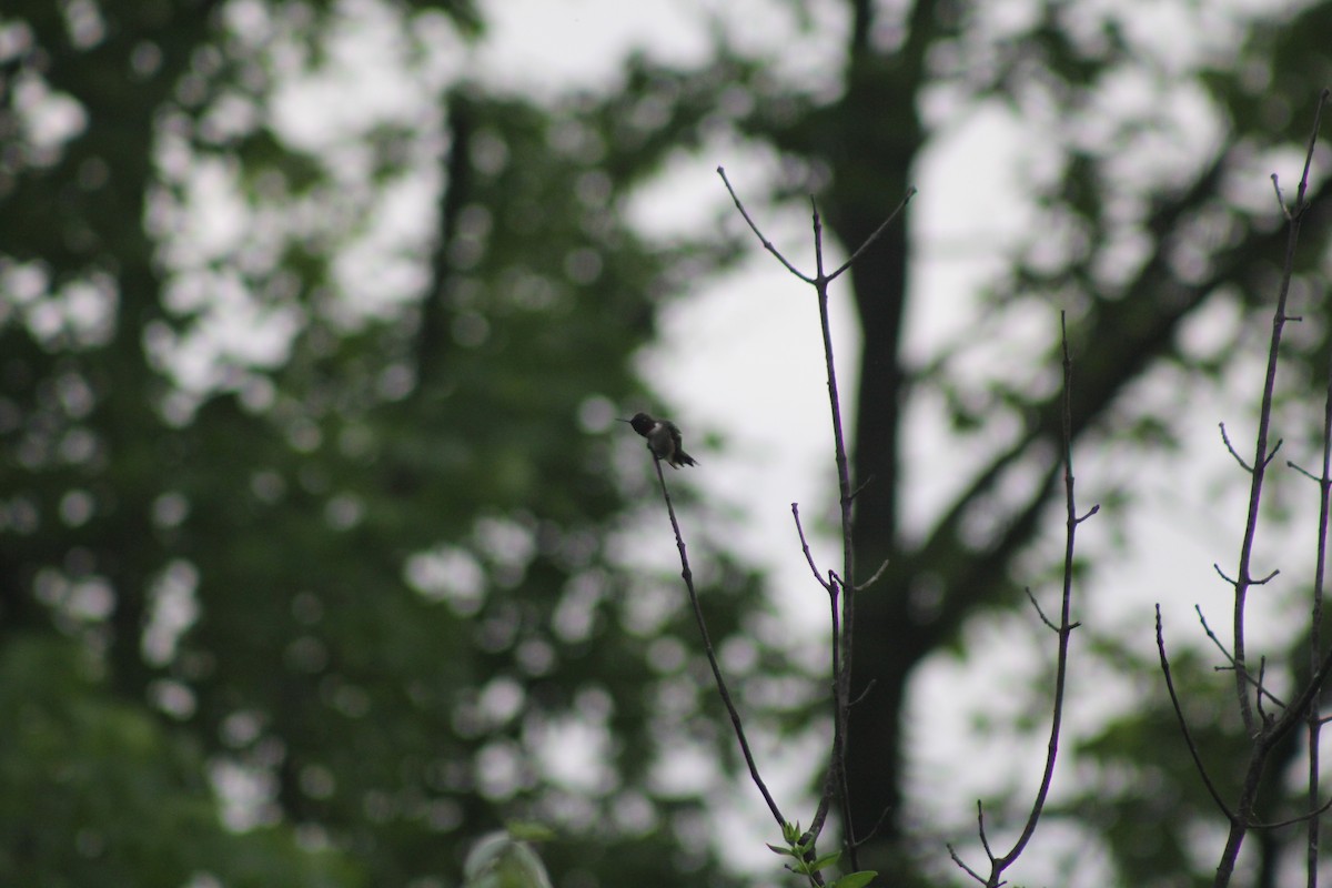 Ruby-throated Hummingbird - ML644662374