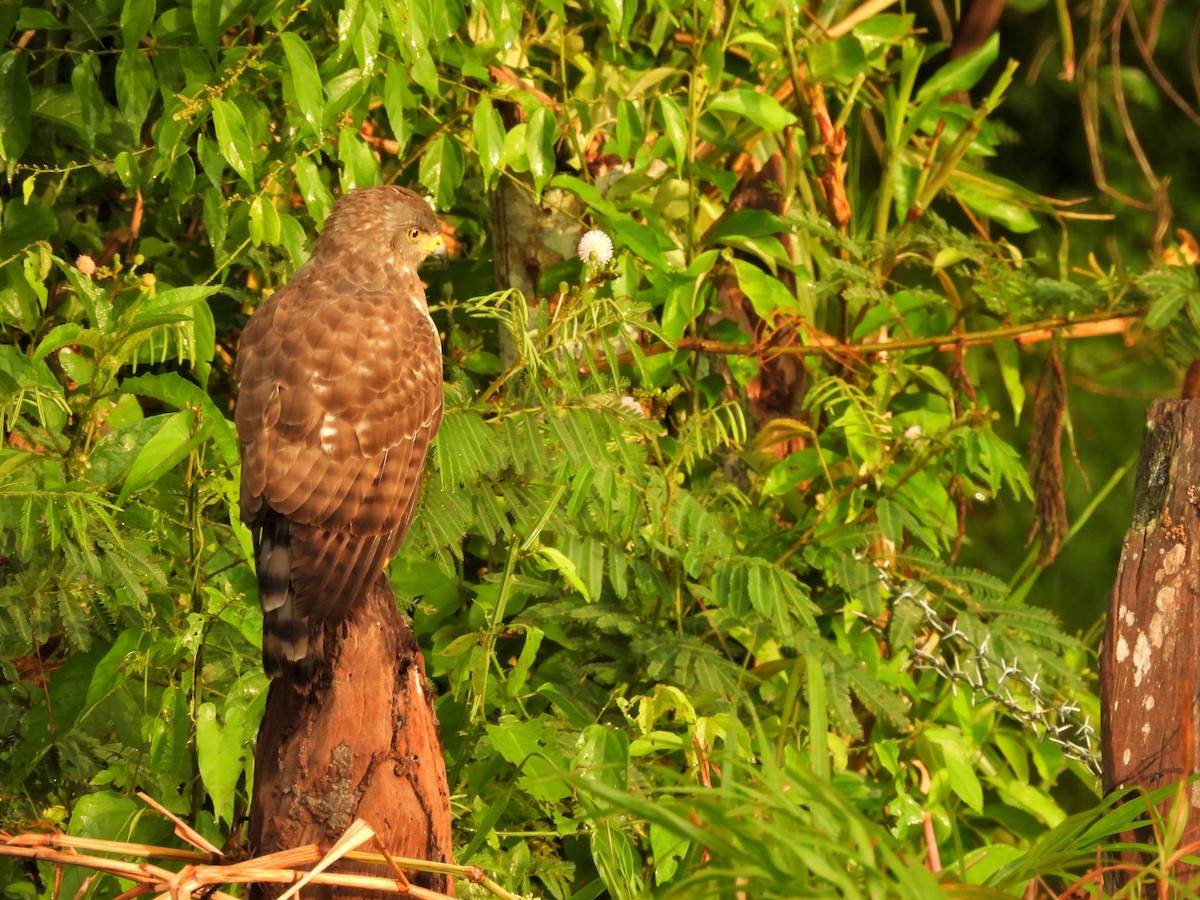 Roadside Hawk - ML644662376