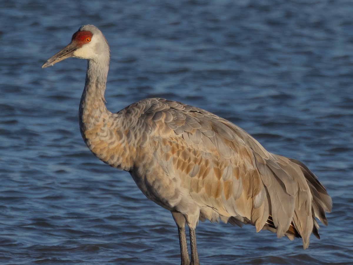 עגור קנדי - ML644662378