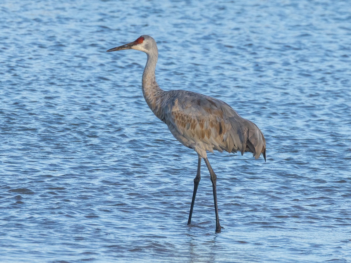 עגור קנדי - ML644662380