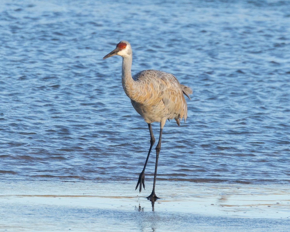 עגור קנדי - ML644662381