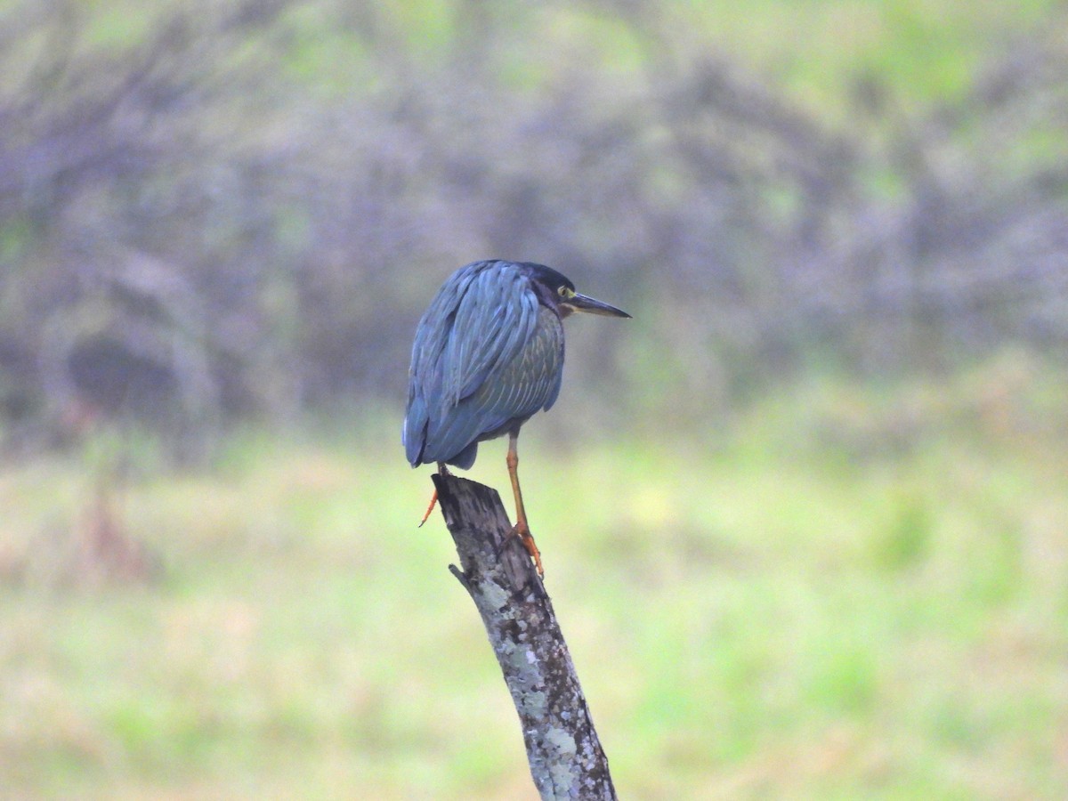 Green Heron - ML644662382
