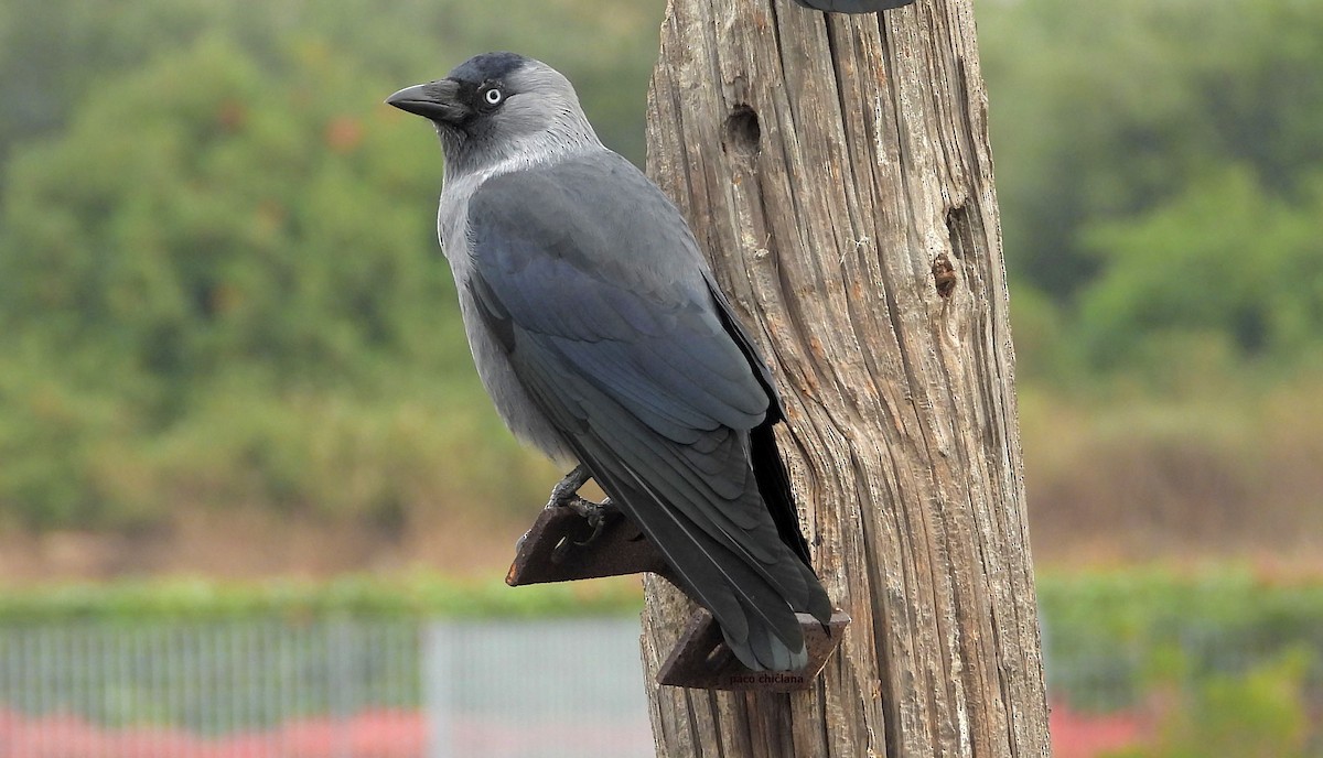 Taccola - ML644662389