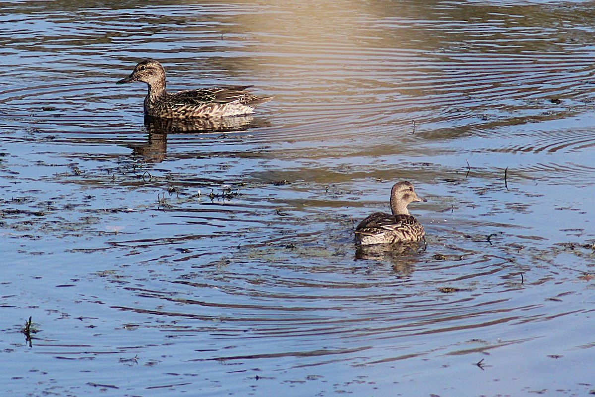 krikkand - ML644662396