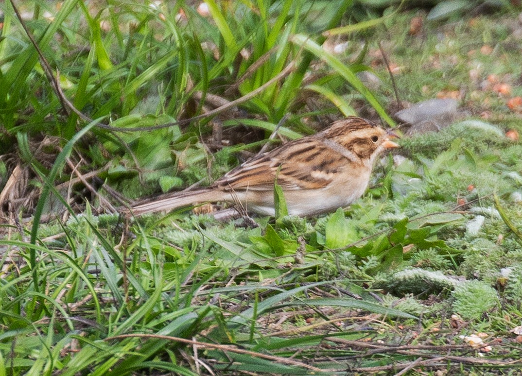 Clay-colored Sparrow - ML644662399