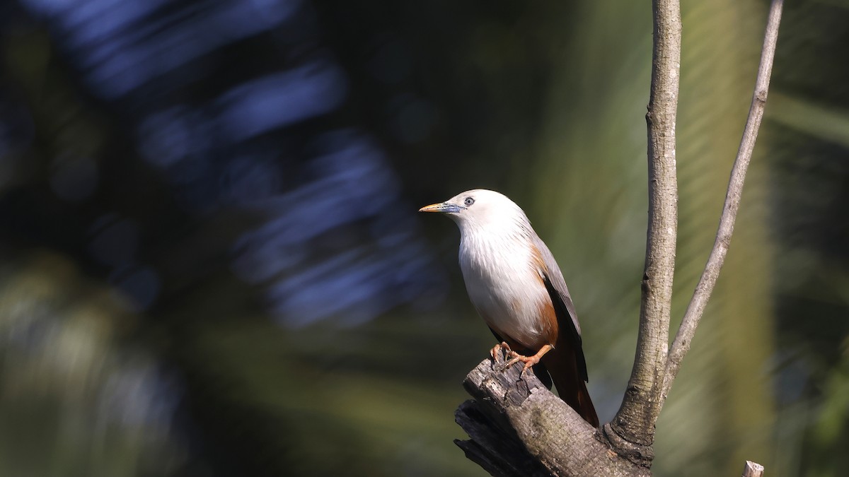 Malabar Starling - ML644662400