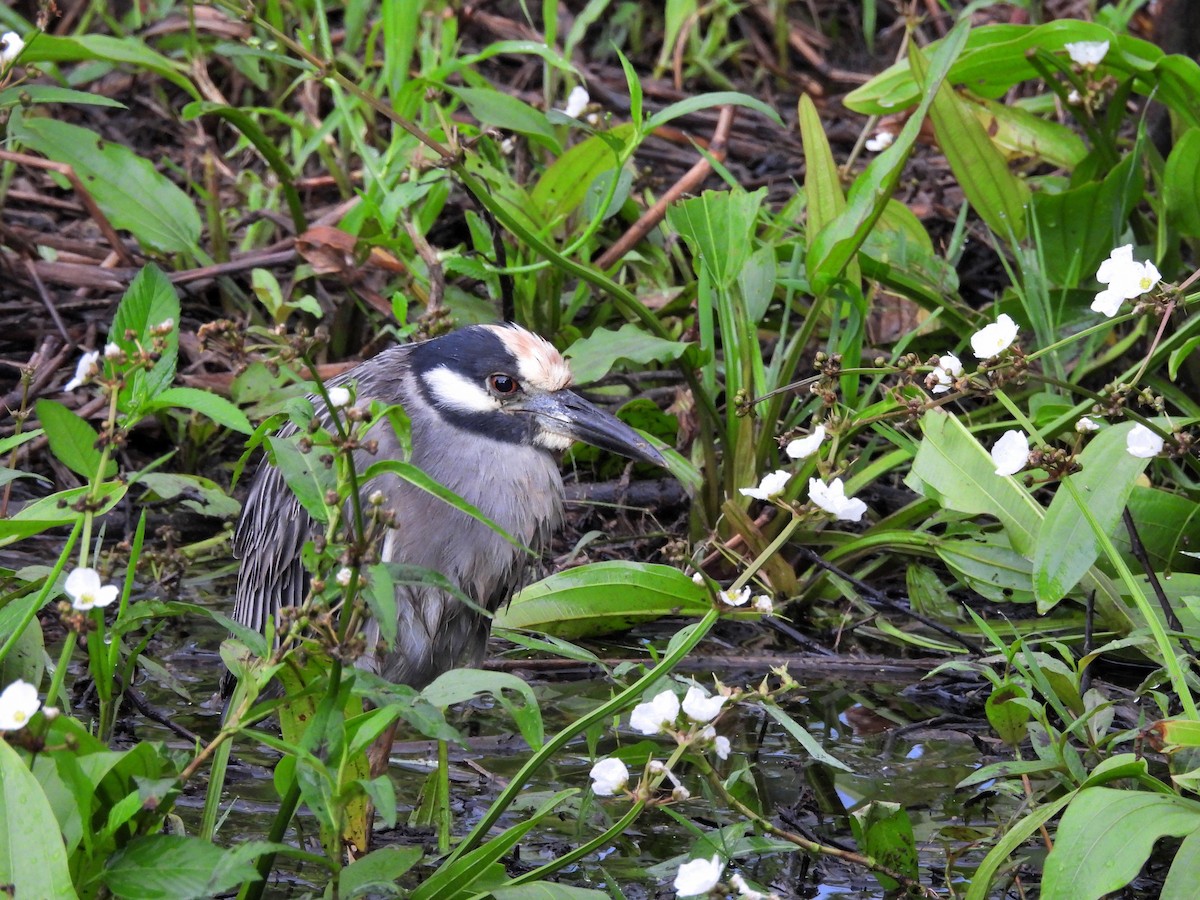 אנפת לילה צהובת-כיפה - ML644662410