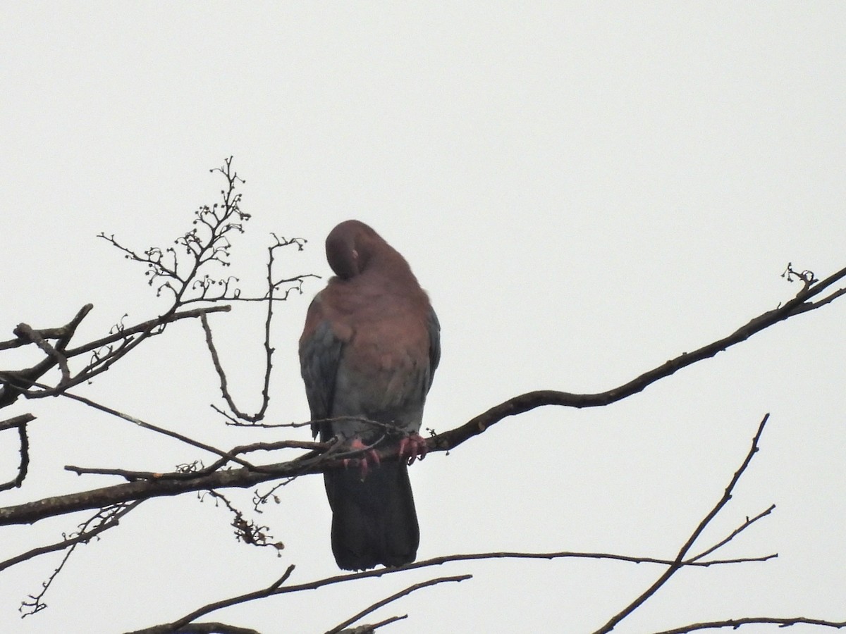 Sarı Gagalı Kızılca Güvercin - ML644662419