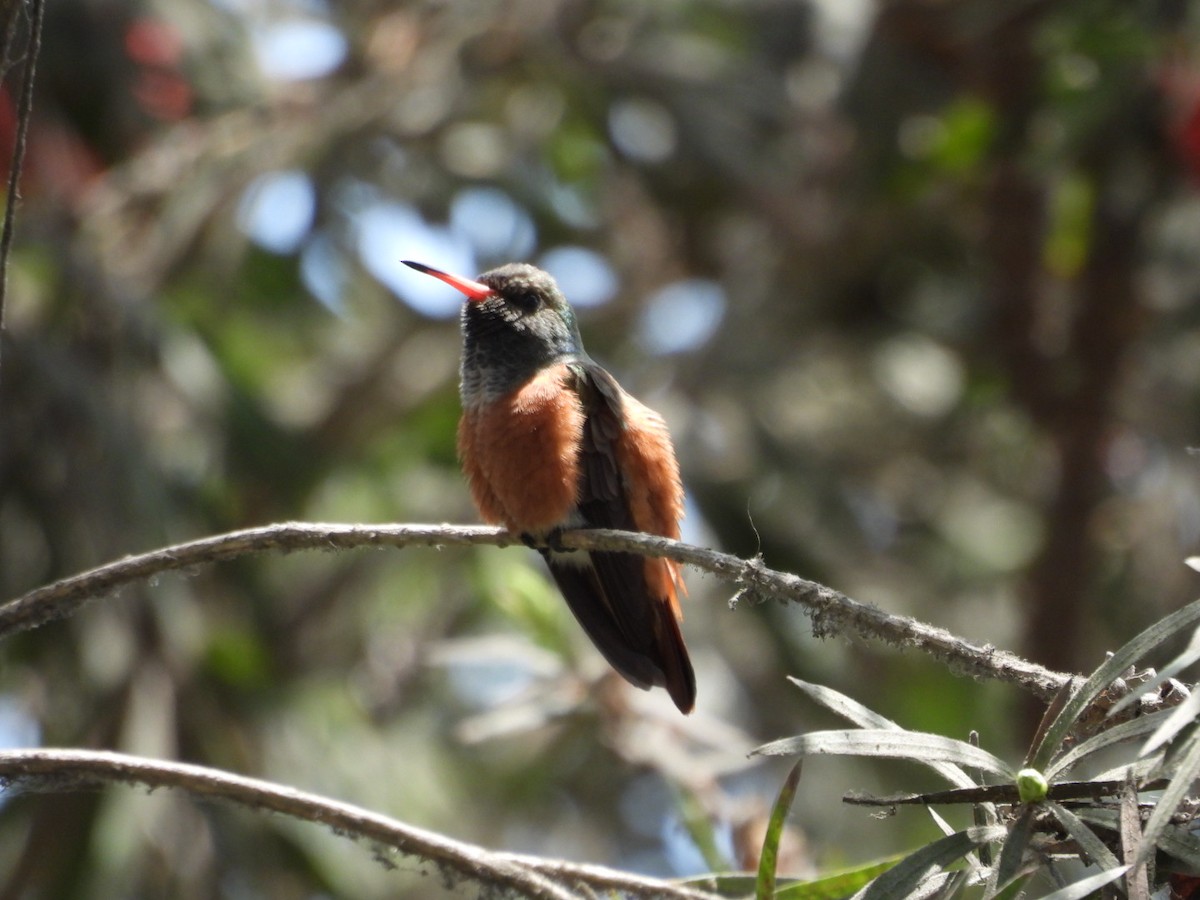 Amazilia Hummingbird - ML644662421