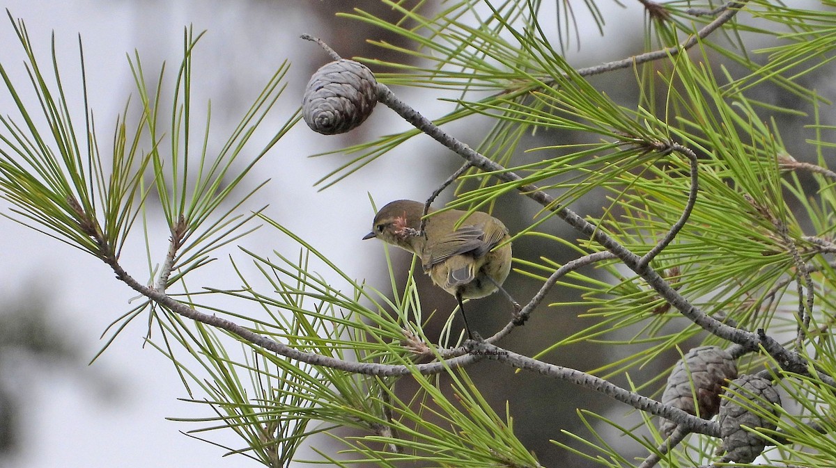 Mosquitero Común - ML644662422