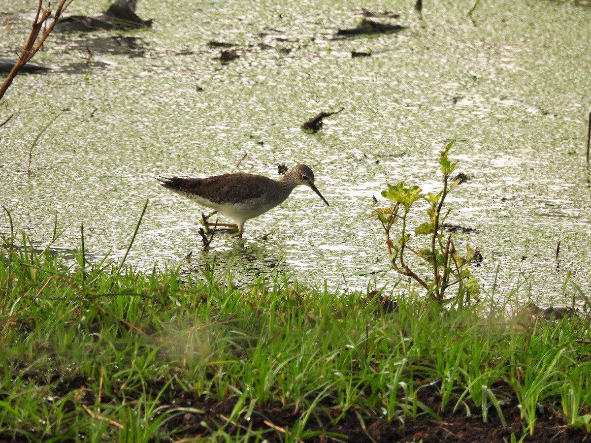 Lesser Yellowlegs - ML644662426