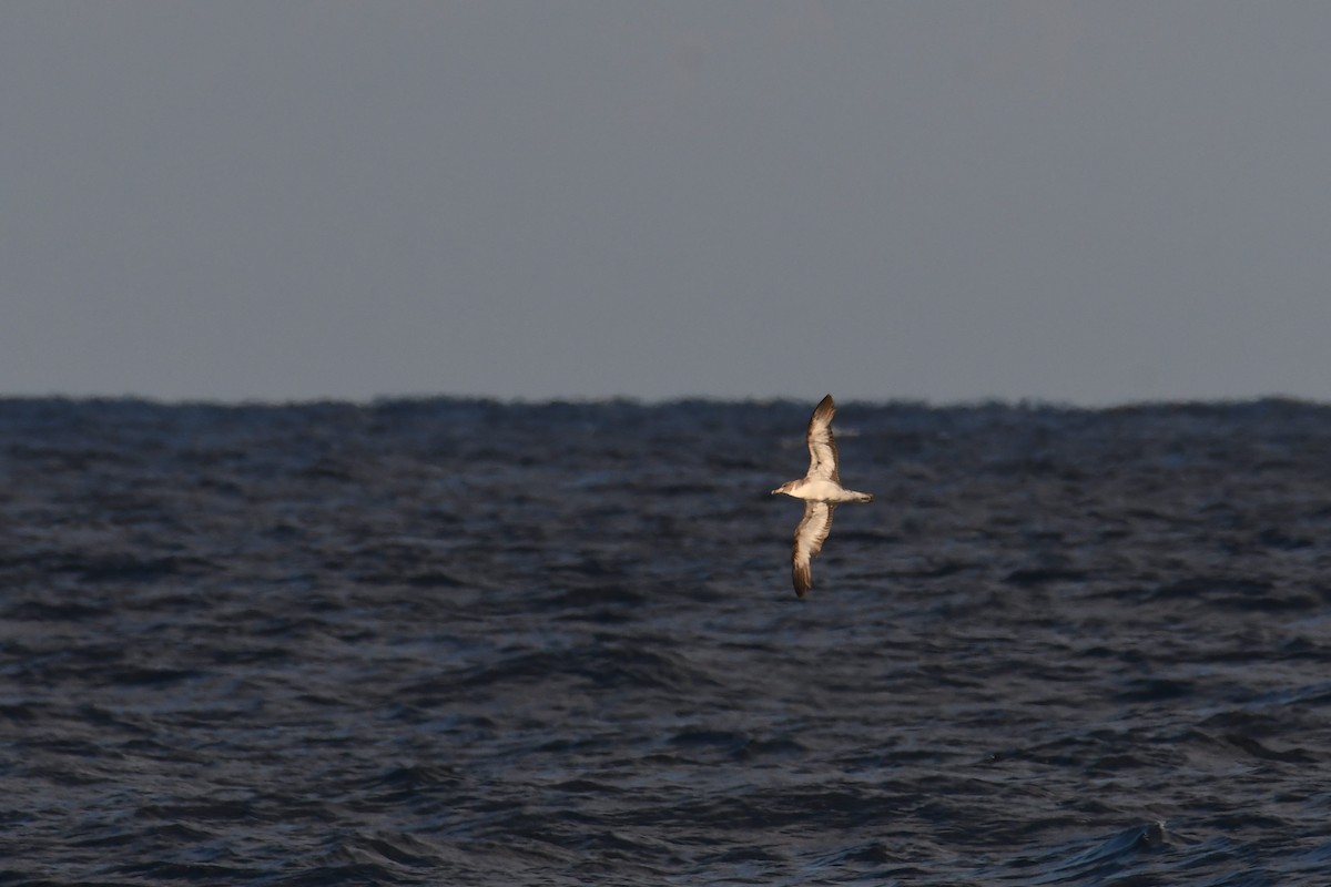 Cory's Shearwater - ML644662431