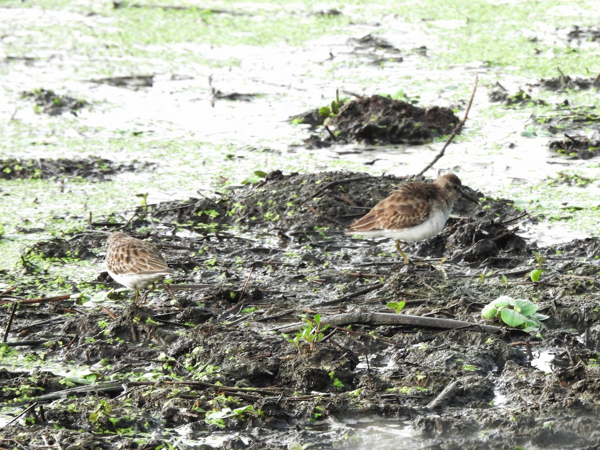 Least Sandpiper - ML644662433