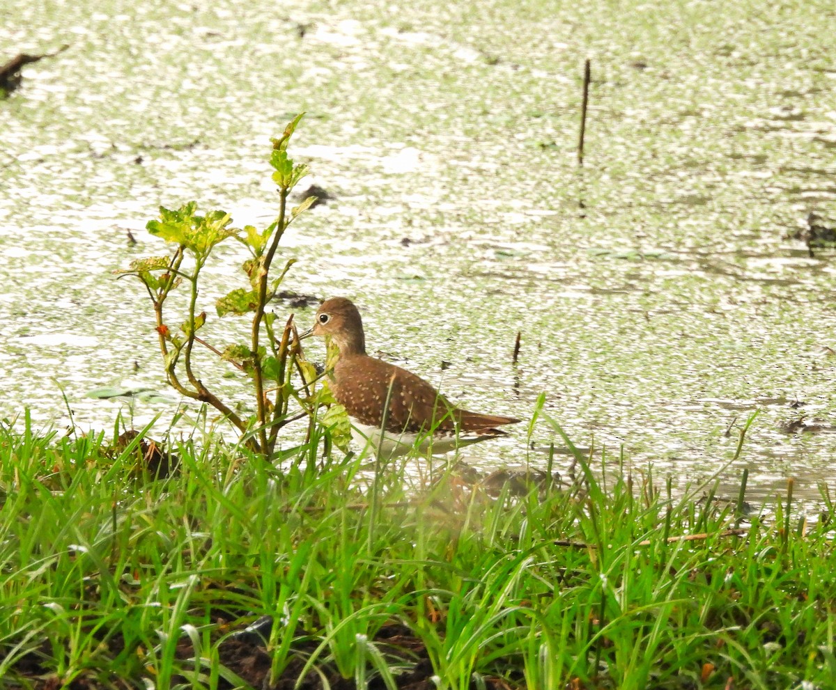 Solitary Sandpiper - ML644662434