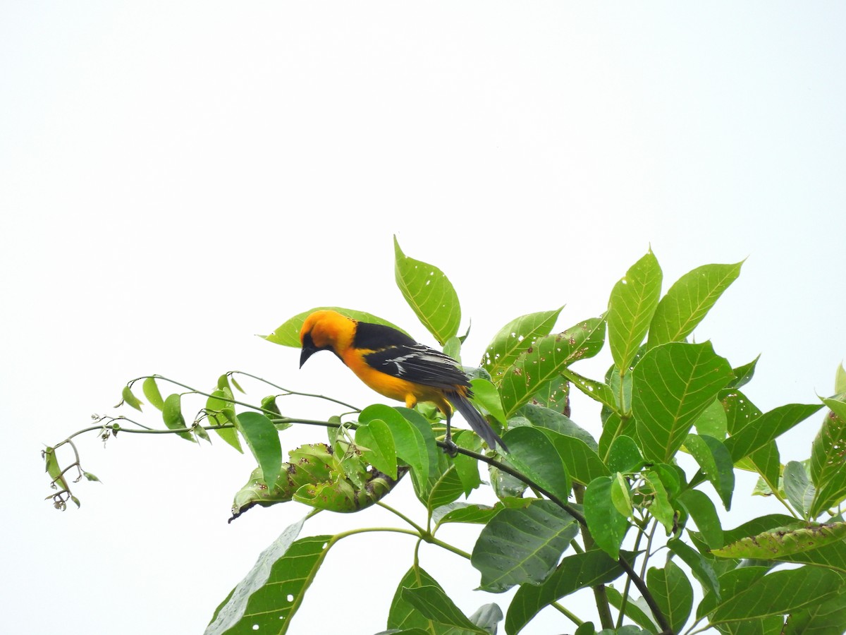 Altamira Oriole - ML644662444