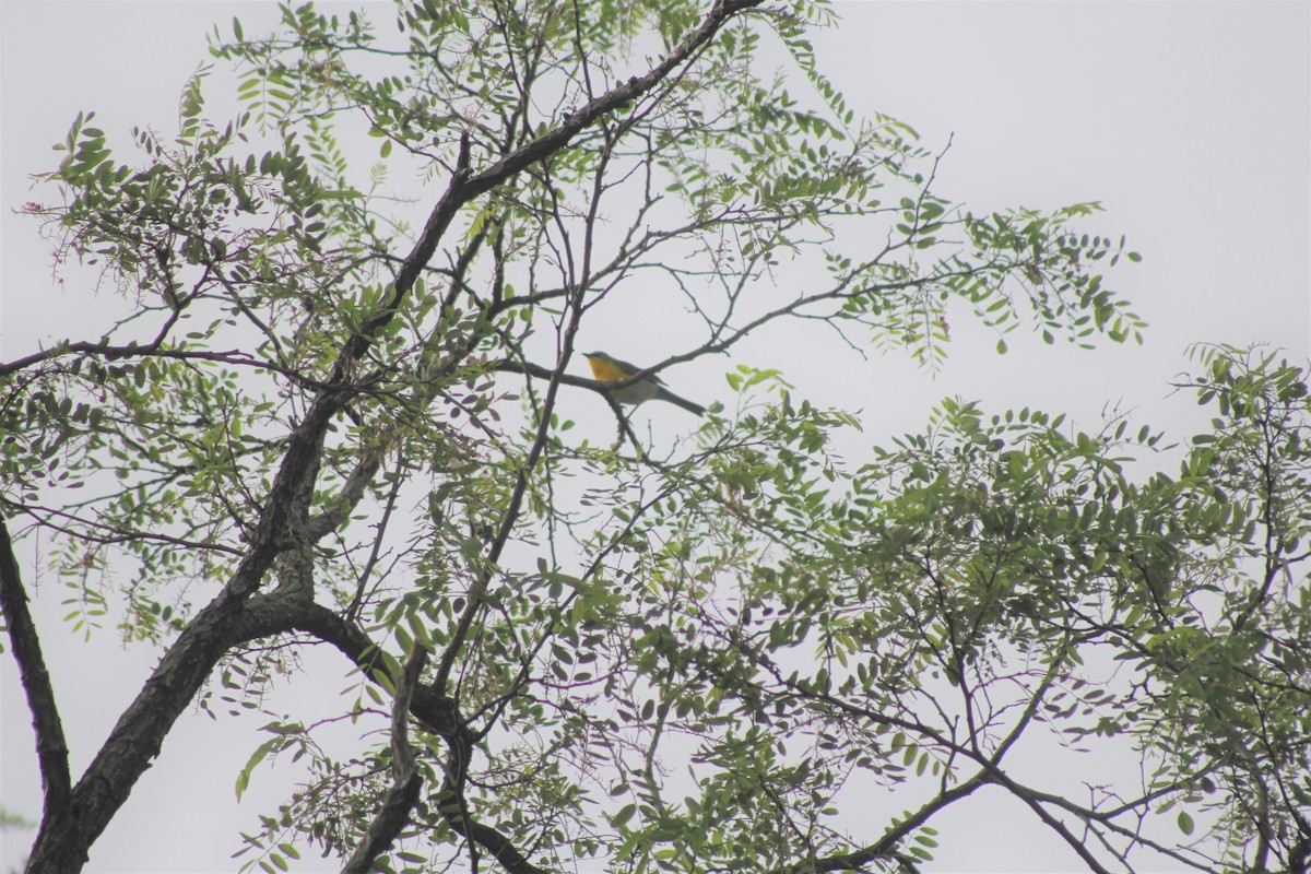 Yellow-breasted Chat - ML644662445