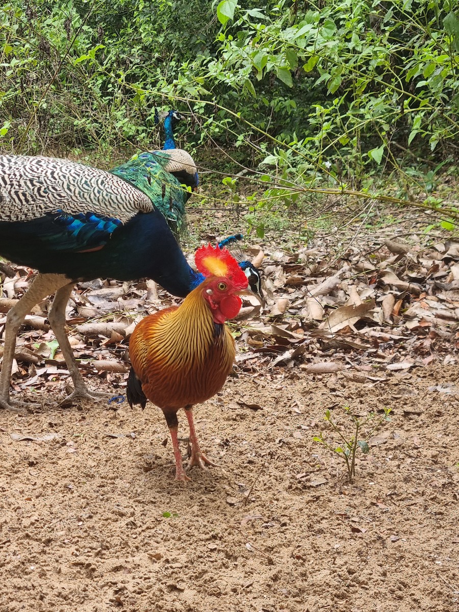 Sri Lanka Junglefowl - ML644662448