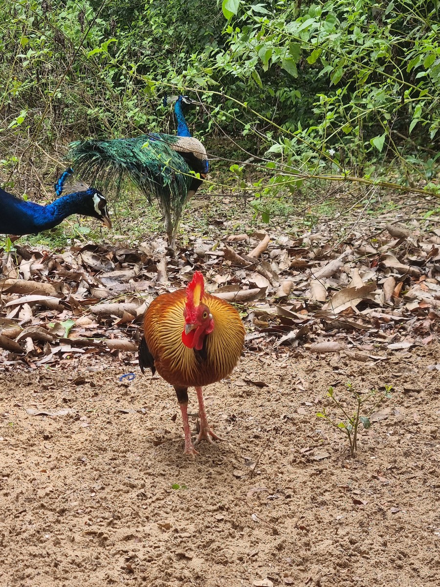 Sri Lanka Junglefowl - ML644662449