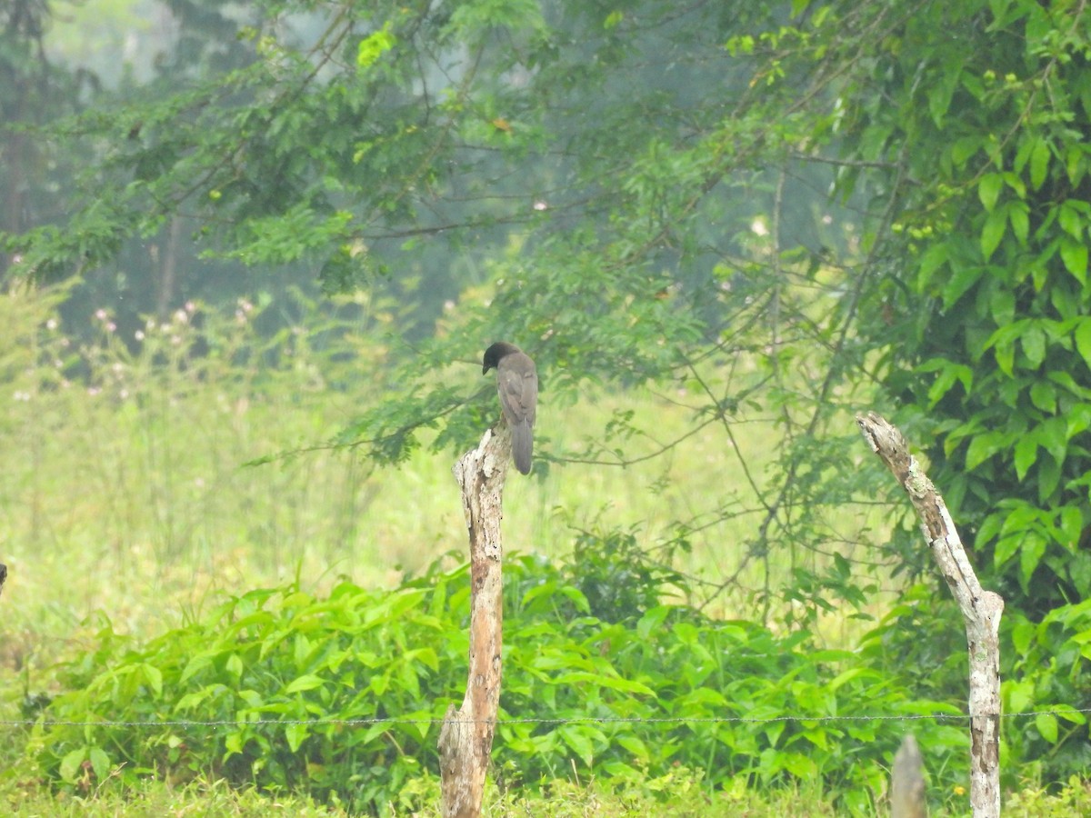 Brown Jay - ML644662450