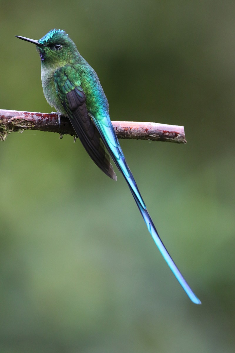 Long-tailed Sylph - ML644662458
