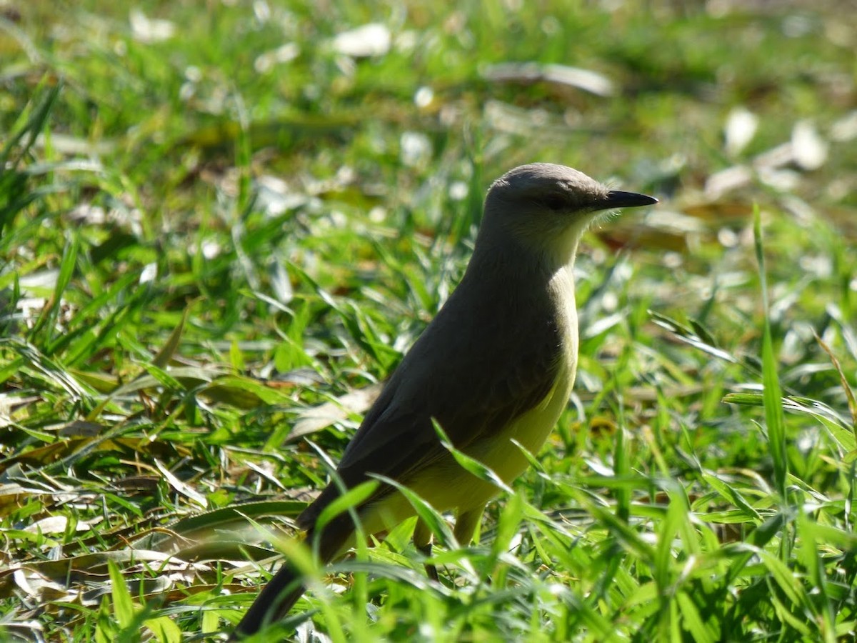 Tyran querelleur - ML644662459