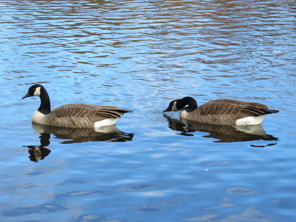 Bernache du Canada - ML644662460