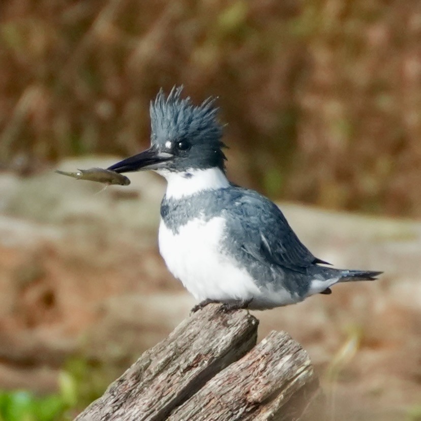 שלדג אמריקני - ML644662465