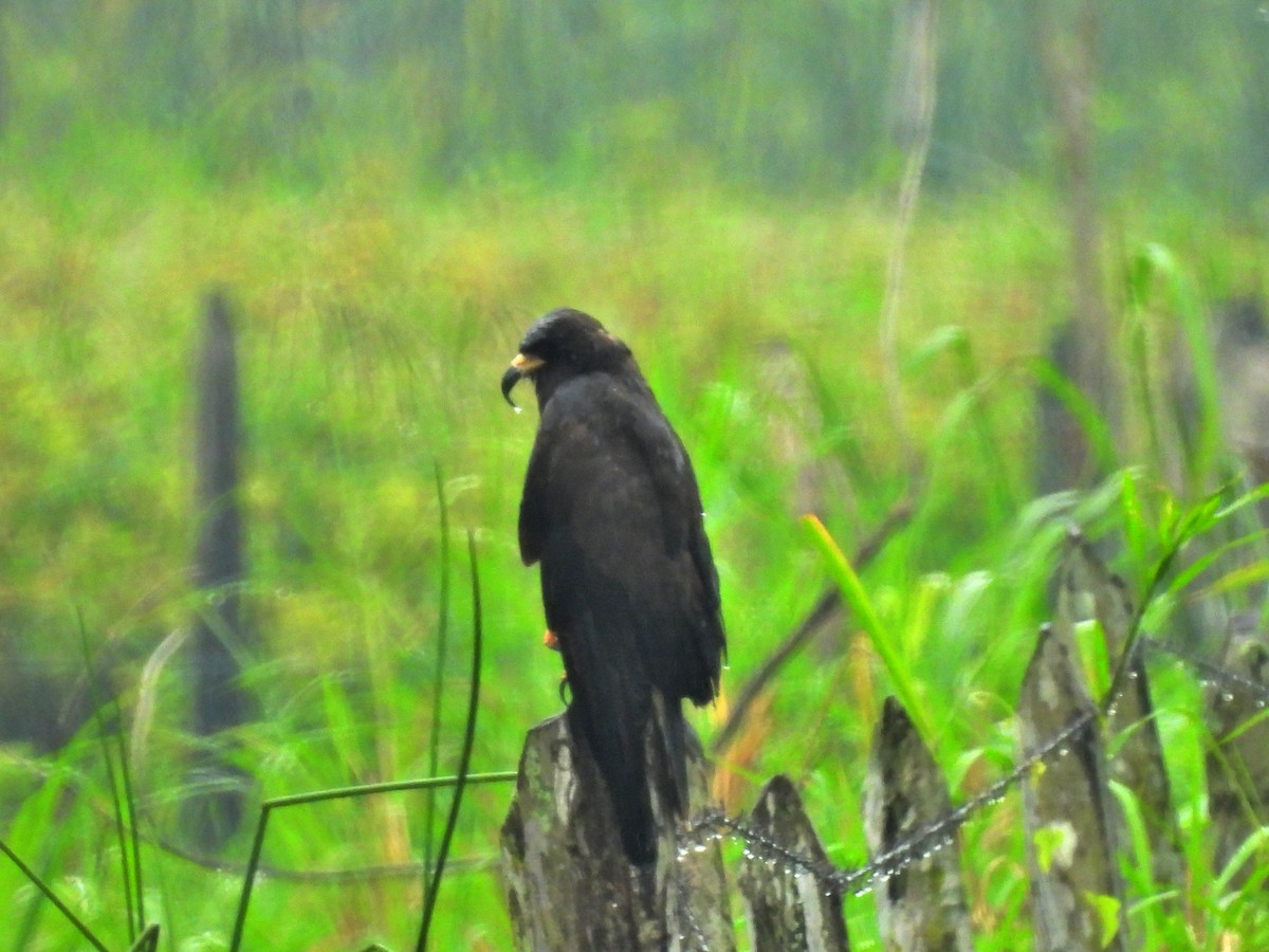 Snail Kite - ML644662468